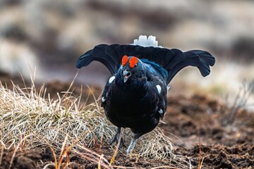 A striking ground-level view of a male black grouse displaying in its habitat. Its black feathers...