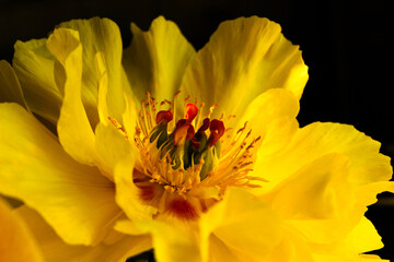Bright yellow tree peony flower Paeonia lutea blooming in summer close up view