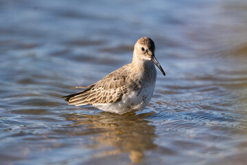 Dunlin Wading In A Shallow Lake In The Wild