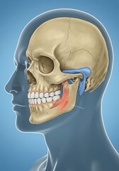 Anatomical Illustration of Human Skull and Jaw with Temporomandibular Joint Details