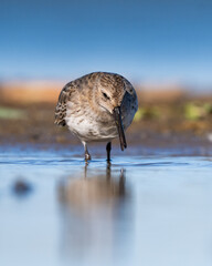 Dunlin Hanging Around The Shore And Seeking Food