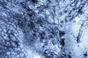 The texture of the wet skin of a large octopus. Bright abstract background.