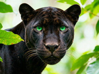 A close up of a black panther with piercing green eyes surrounded by green foliage and blurred background