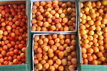 There are ripe bright apricots in large boxes.