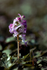 Bird-in-a-bush (cordials solida) or fumewort blooming a gentle purple color