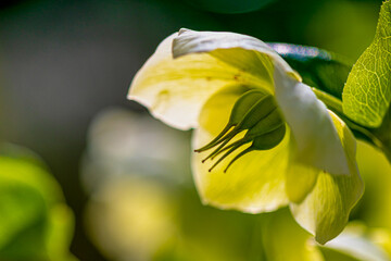 Christmas rose (Helleborus niger) flower blooming in garden