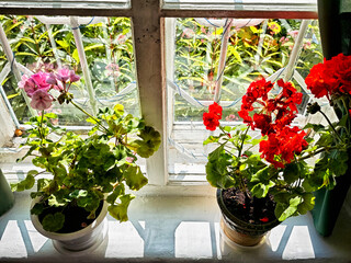 Brightly colored geraniums blooming in pots by a sunny window during springtime
