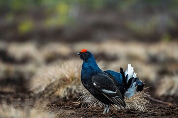 Capture the beauty of a black grouse in its natural habitat. This striking wildlife photograph showcases the grouse s unique features, ideal for nature publications and educational projects.