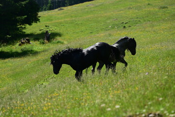 Zwei schwarze kräftige Noriker Hengste toben frei über eine Almwiese