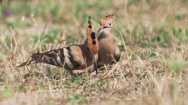 The Eurasian hoopoe birds looking for food in a meadow in autumn, Upupa epops