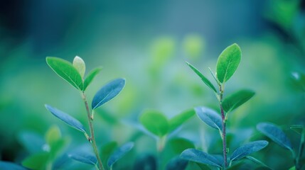 blueberry. Close-up of lush green blueberry leaves with vibrant natural tones and a softly blurred background. gardening catalogs