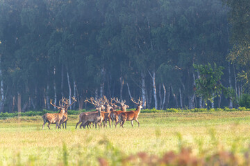 Hirschrudel in der Kolbenzeit