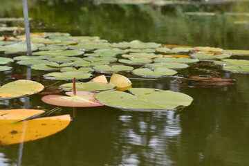 A beautiful close-up of colorful lily pads in shades of green and yellow, floating on the calm, reflective surface of a pond
