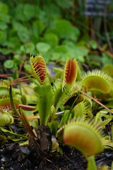 A selective focus close-up of a Venus flytrap, showing the open traps with their reddish interior and spiky cilia