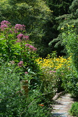 A hidden stone path disappears into a lush, overgrown garden filled with tall yellow and purple wildflowers in the summer
