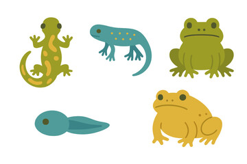 Diverse set of various amphibians featuring frogs, salamanders, newts, and a tadpole in a natural environment