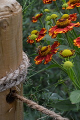 A busy bee collects nectar from a vibrant red and yellow Helenium flower next to a rustic wooden post with a rope