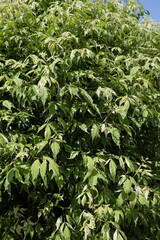 Acer negundo 'Flamingo' – Ahorn