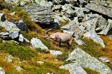 Alpine ibex (Capra ibex) animal species grazing in rocky mountain terrain