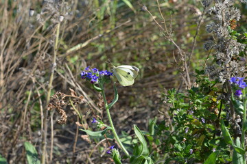 A delicate white cabbage butterfly perches on a vibrant blue wildflower, with a soft, natural meadow background