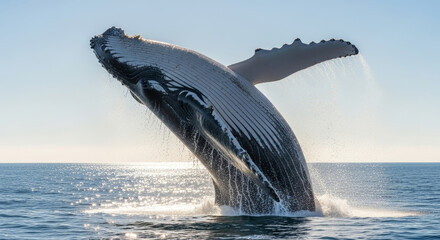 Majestic humpback whale breaching the ocean surface in stunning display of marine life power and beauty against a sparkling horizon, a breathtaking moment