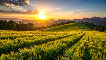 Lush field at sunset over mountains