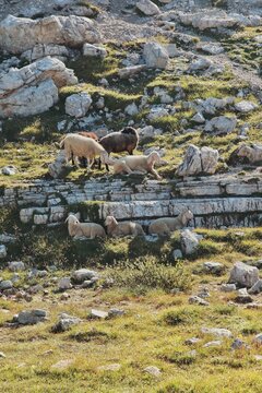 Corderos en la monta&ntilde;a