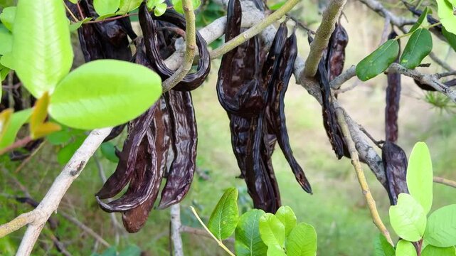 Mature Carob Fruits on Tree &ndash; Sustainable Agriculture and Natural Food Source.