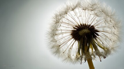 Delicate fluffy dandelion seed head against bright white backlight with space for text on the left