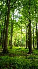 Obraz premium Lush forest canopy with sunlight filtering through