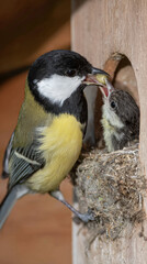 Great tit feeding its young in a nest box