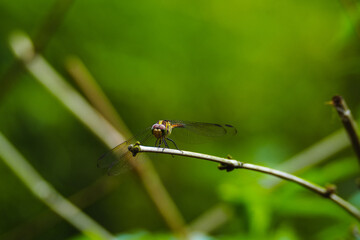 dragonfly on a leaf
