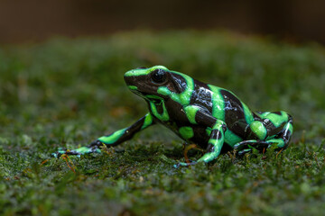 Green-and-black poison dart frog (Dendrobates auratus), also known as the green-and-black poison arrow frog and green poison frog walking in the Rainforest near Sarapiqui in Costa Rica