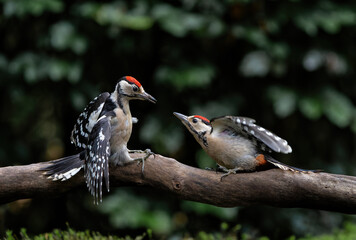 Great spotted woodpecker (Dendrocopos major) juvenile male hanging around, asking for food and fighting in the forest in the Netherlands