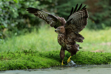 Common Buzzard (Buteo buteo) drinking and bathing at a pomd in the forest of Noord Brabant in the Netherlands. 