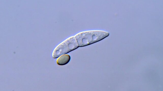 Spore in rice under microscopy view, fungi spore 