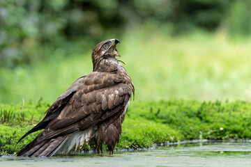 Common Buzzard (Buteo buteo) drinking and bathing at a pomd in the forest of Noord Brabant in the Netherlands. 