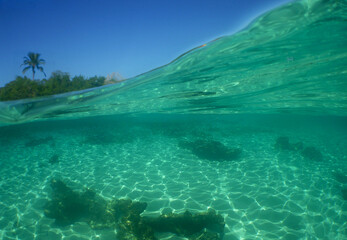 Exotic Island with Coral Reef in the Caribbean Sea