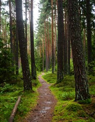 Fototapeta premium Lush forest path in soft light