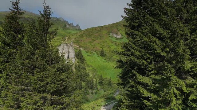 Mountain slopes covered with blooming rhododendrons in Ciucas Mountains, with rocky peaks, fresh summer vegetation and moving low clouds at sunrise in Romania