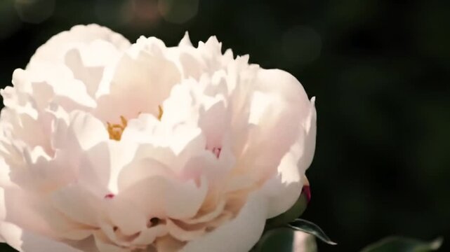 Delicate white peony