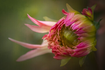 Beautiful pink dahlia flower bud close-up portrait with soft light texture and dark background