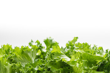 Fresh curly green lettuce leaves on a white background with copy space above