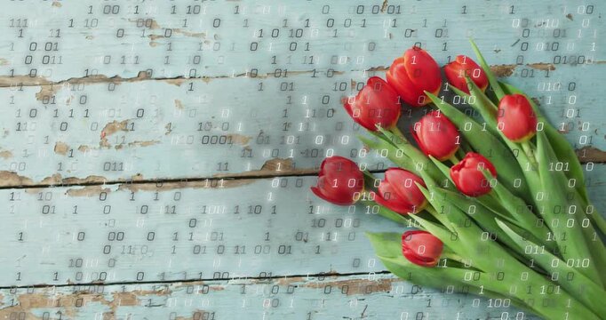 After frame binary digits appearing and falling over red tulip bouquet, forming digital overlay