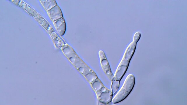 Fungi detail structure under microscope 