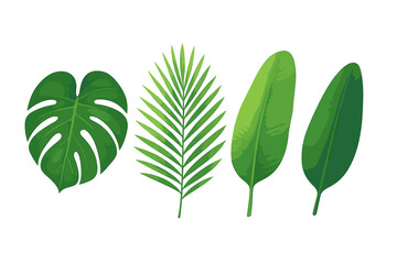 Different types of green tropical leaves displayed in a row for decoration or design purposes