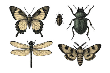 Detailed illustration of various insects including butterflies, beetles, and moths from nature's diversity © icon_art