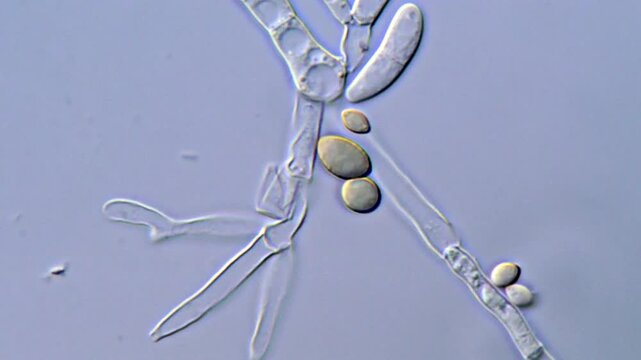 Fungi cell and spore under microscopic view 