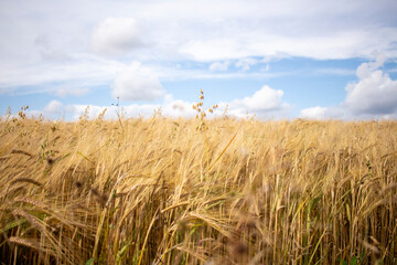 Fototapeta premium Wind im Feld