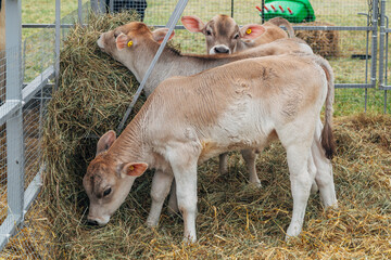 young calf of Swiss cattle breed